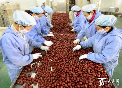 新疆阿拉爾墾區 紅棗嚴格分級打造品牌，助推農副產品升級